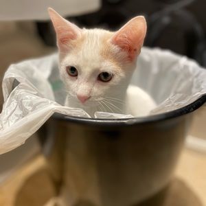 Meet your Posher, Jane